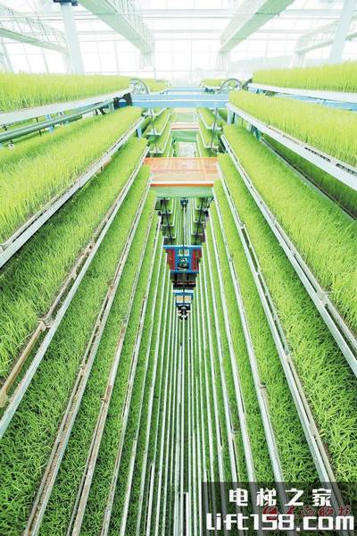 育苗自动化_电梯之家.jpg