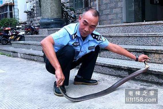 蛇3_电梯之家.jpg